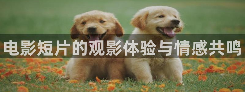 人人影视免费追剧